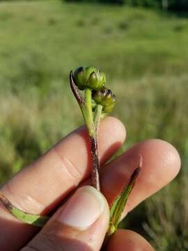 Image of stiff sunflower