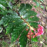 Image of Begonia tonduzii C. DC. ex T. Durand & Pittier