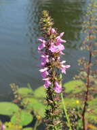 Слика од Stachys palustris L.