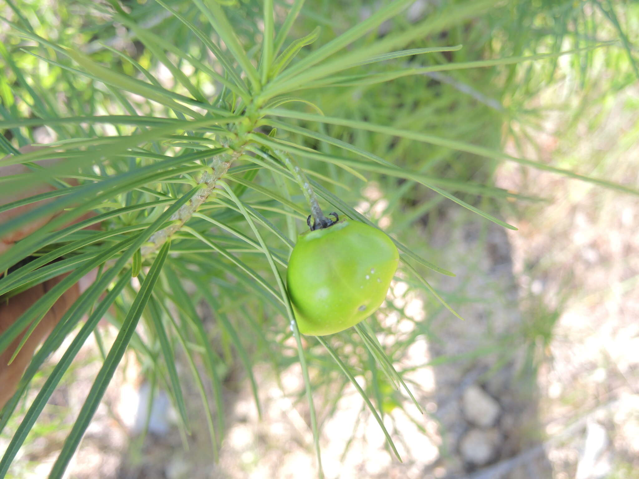 Image of Cascabela pinifolia (Standl. & Steyerm. ex Leavenw.) L. O. Alvarado & Ochot.-Booth