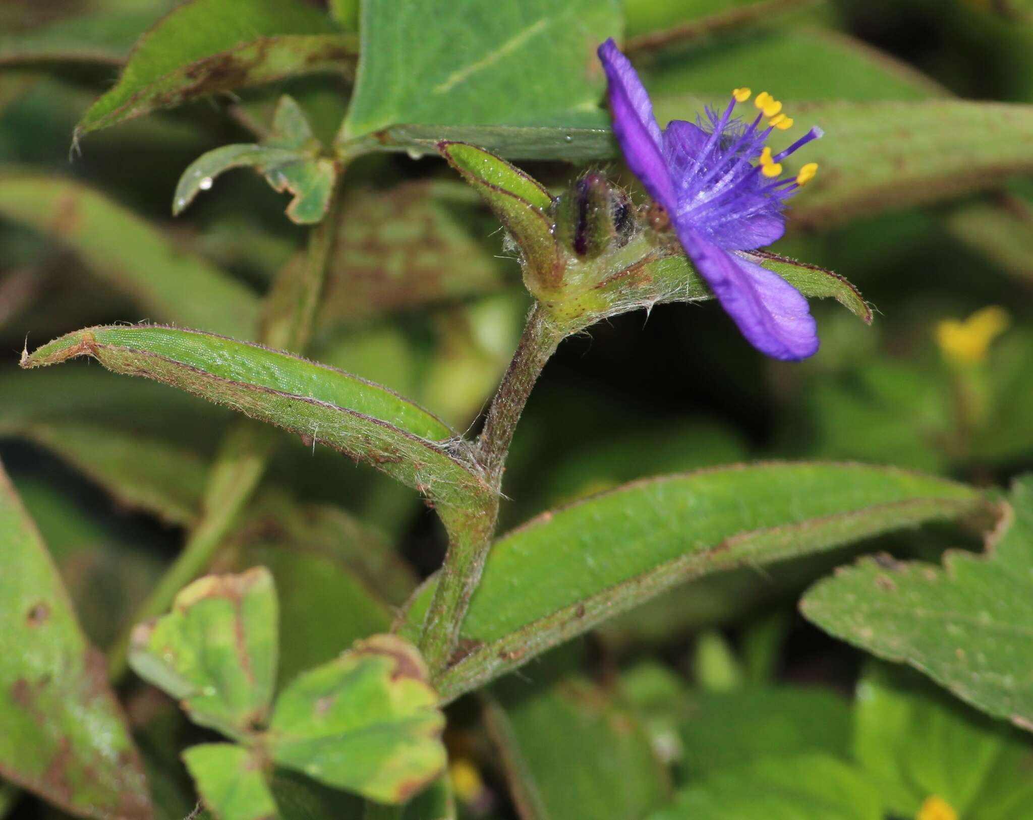 Image of leatherleaf spiderwort