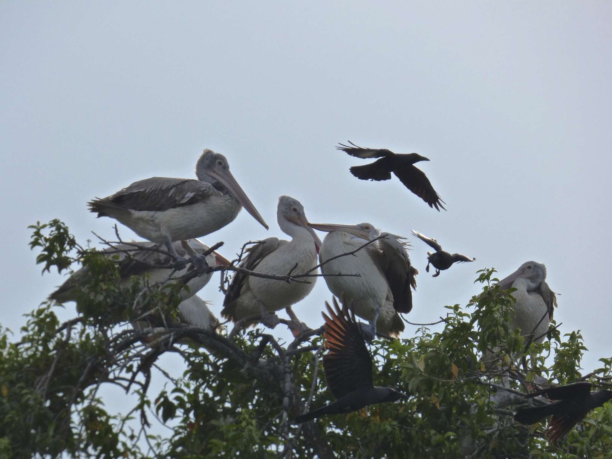 صورة Pelecanus philippensis Gmelin & JF 1789