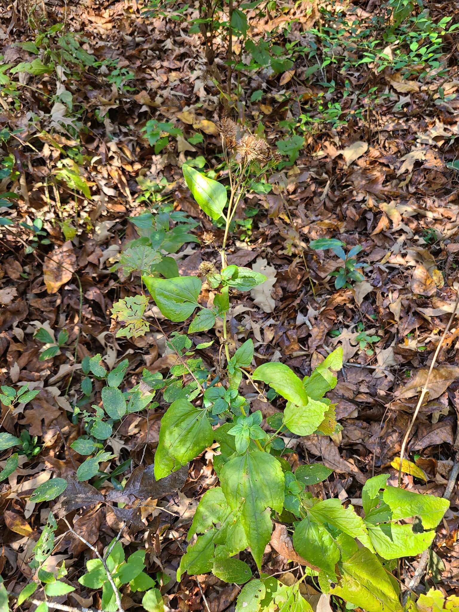 Plancia ëd Brickellia cordifolia Ell.