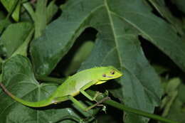 Image of Sumatra Bloodsucker