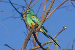 Image of Many-coloured Parakeet