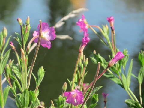 Image of Great Willowherb