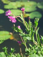 Image of Great Willowherb