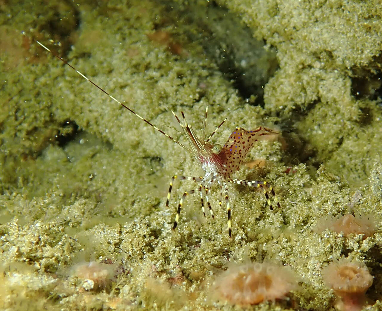 Image of California longbeak