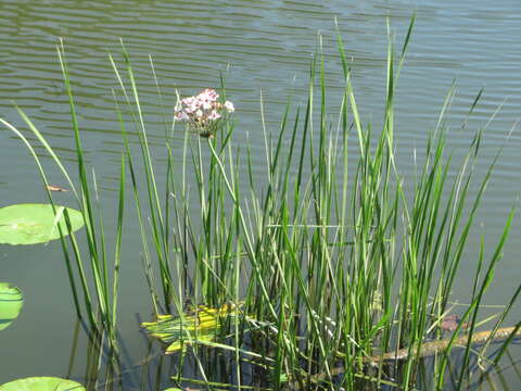 Image of flowering rush family