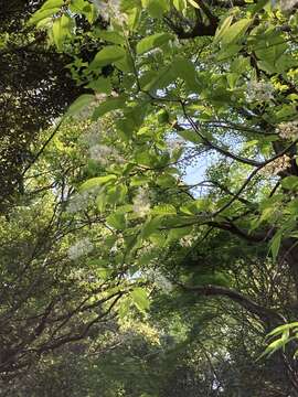 Image of Prunus grayana Maxim.