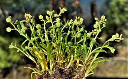 صورة Lepidium oxycarpum Torr. & A. Gray