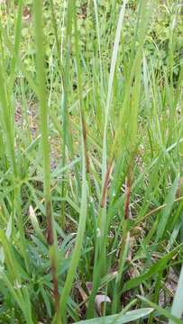 Image of Helictochloa pratensis (L.) Romero Zarco