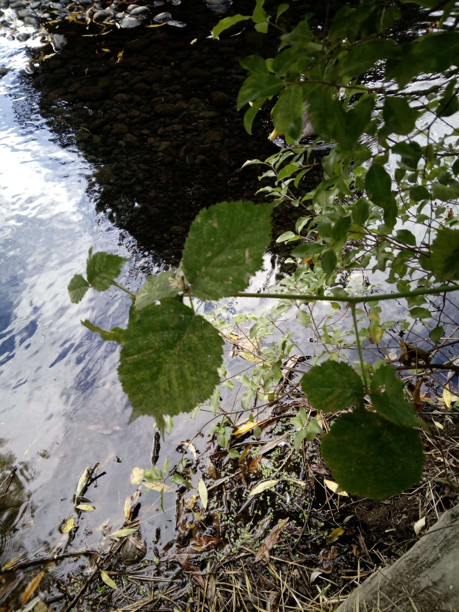 Слика од Rubus cochinchinensis Tratt.