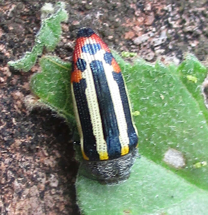 Image of Acmaeodera grata Fåhraeus ex Boheman 1851