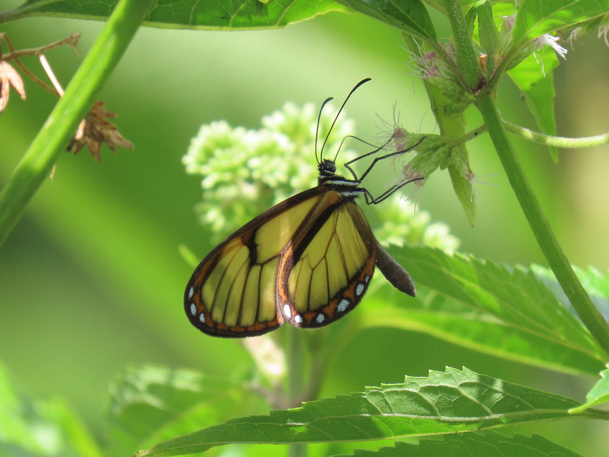 Image of <i>Pteronymia veia linzera</i>