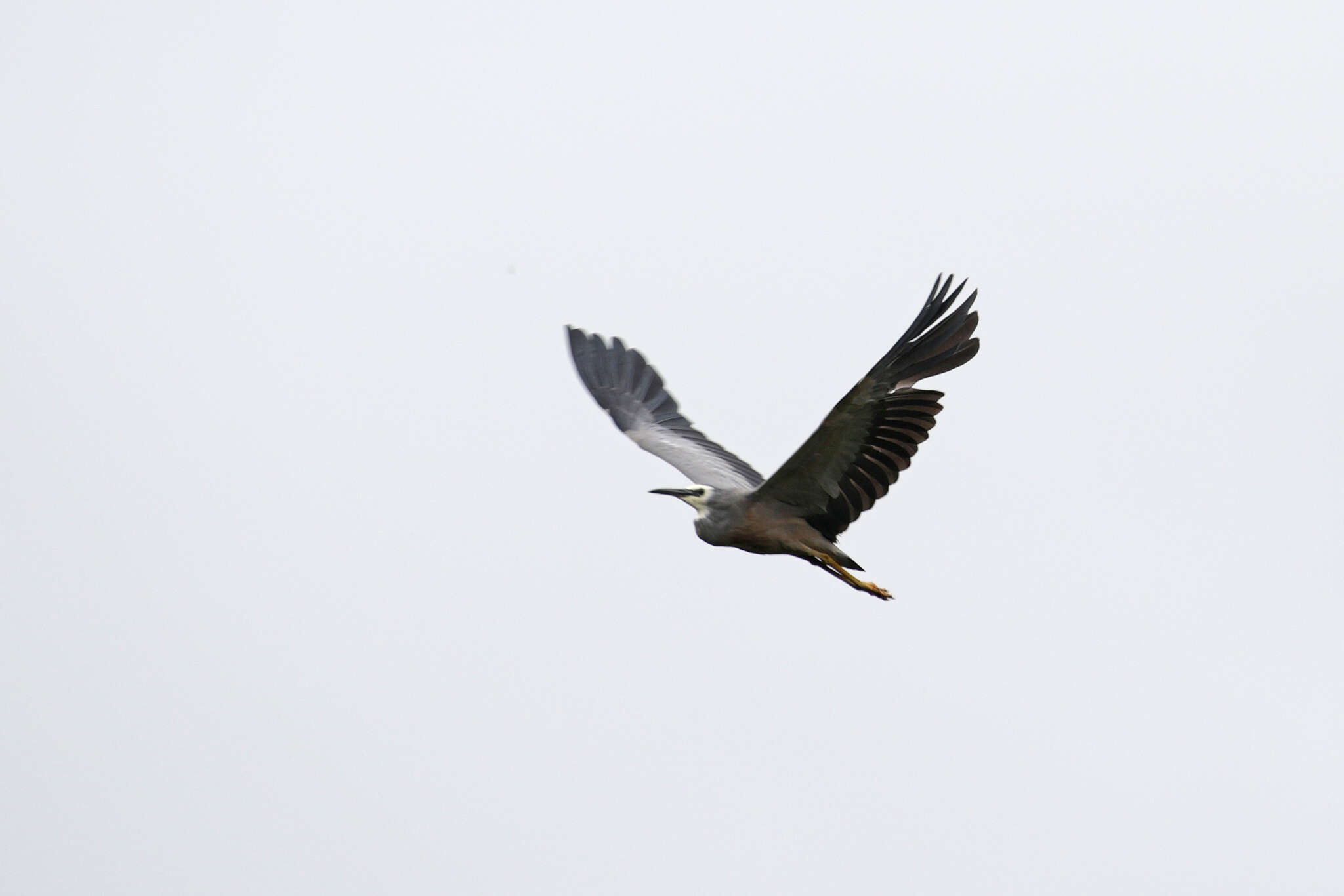 Image of Egretta novaehollandiae novaehollandiae