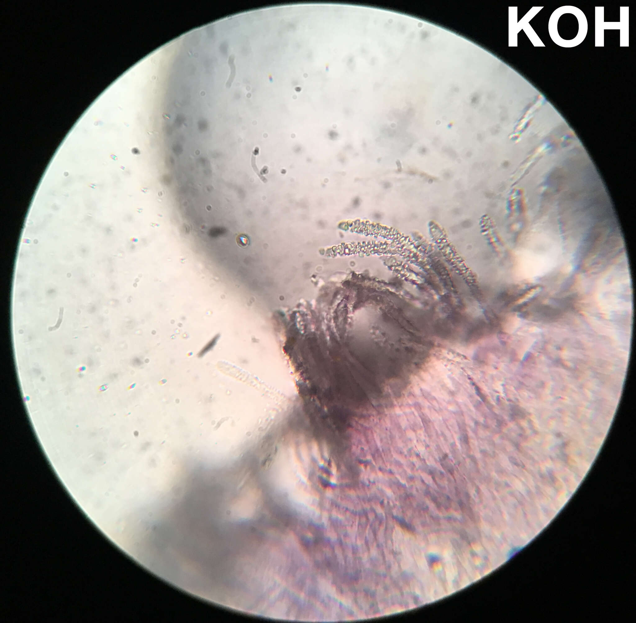 Image of Proliferodiscus pulveraceus (Alb. & Schwein.) Baral 1985