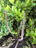 Image de Drosera filiformis var. filiformis