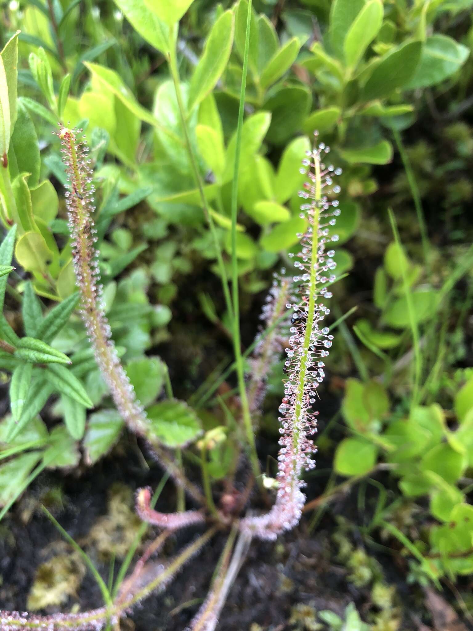 Image de Drosera filiformis var. filiformis