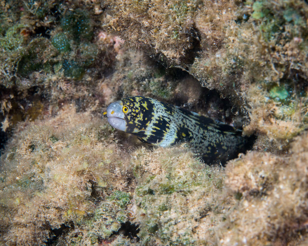 Image of Snowflake moray