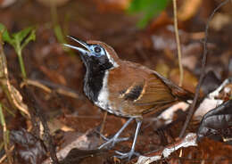 Image of Ferruginous-backed Antbird