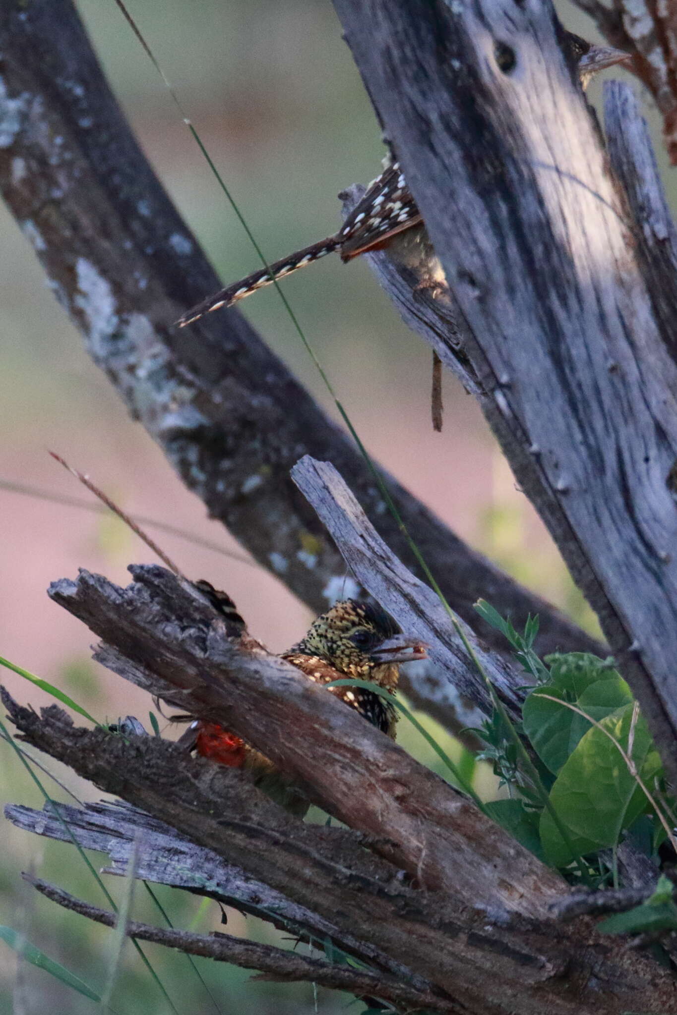 Image of D'Arnaud's Barbet