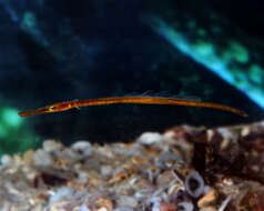 Image of Gulf pipefish