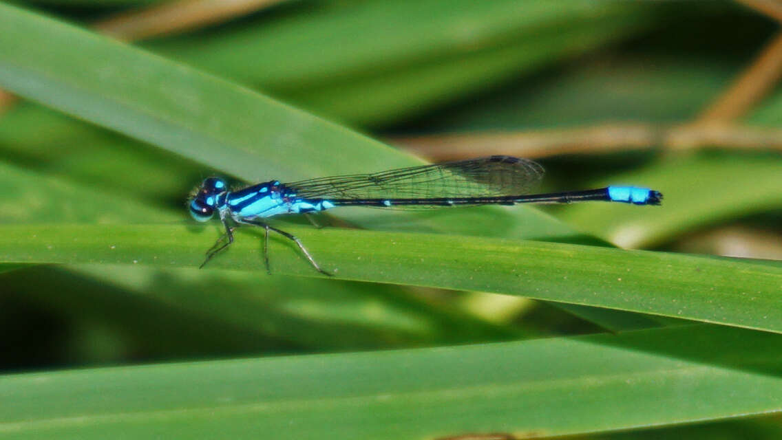 Image of Skimming Bluet