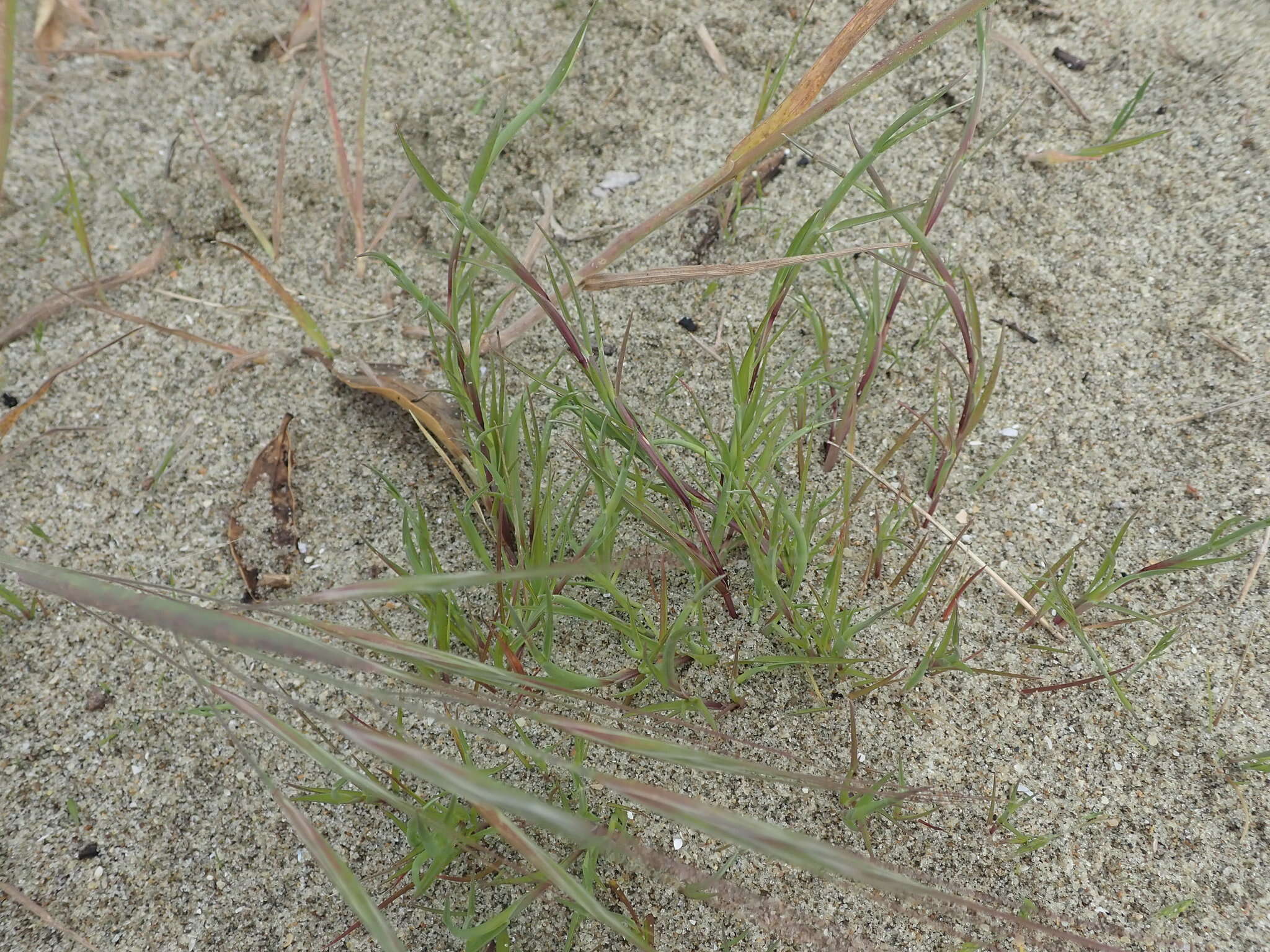 Image of curved sicklegrass
