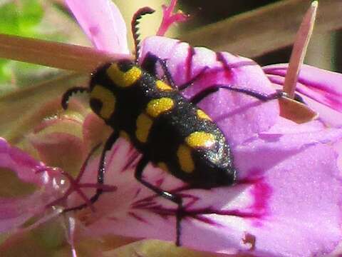 Image of <i>Ceroctis capensis</i>