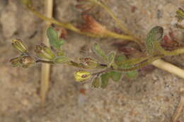 Image of Inyo Yellow Scorpion-Weed