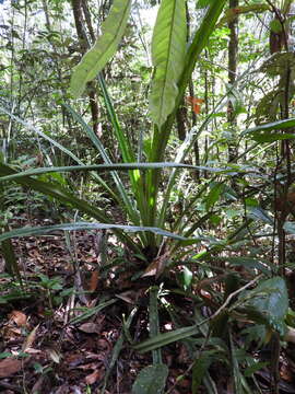 Bromelia fosteriana L. B. Sm.的圖片