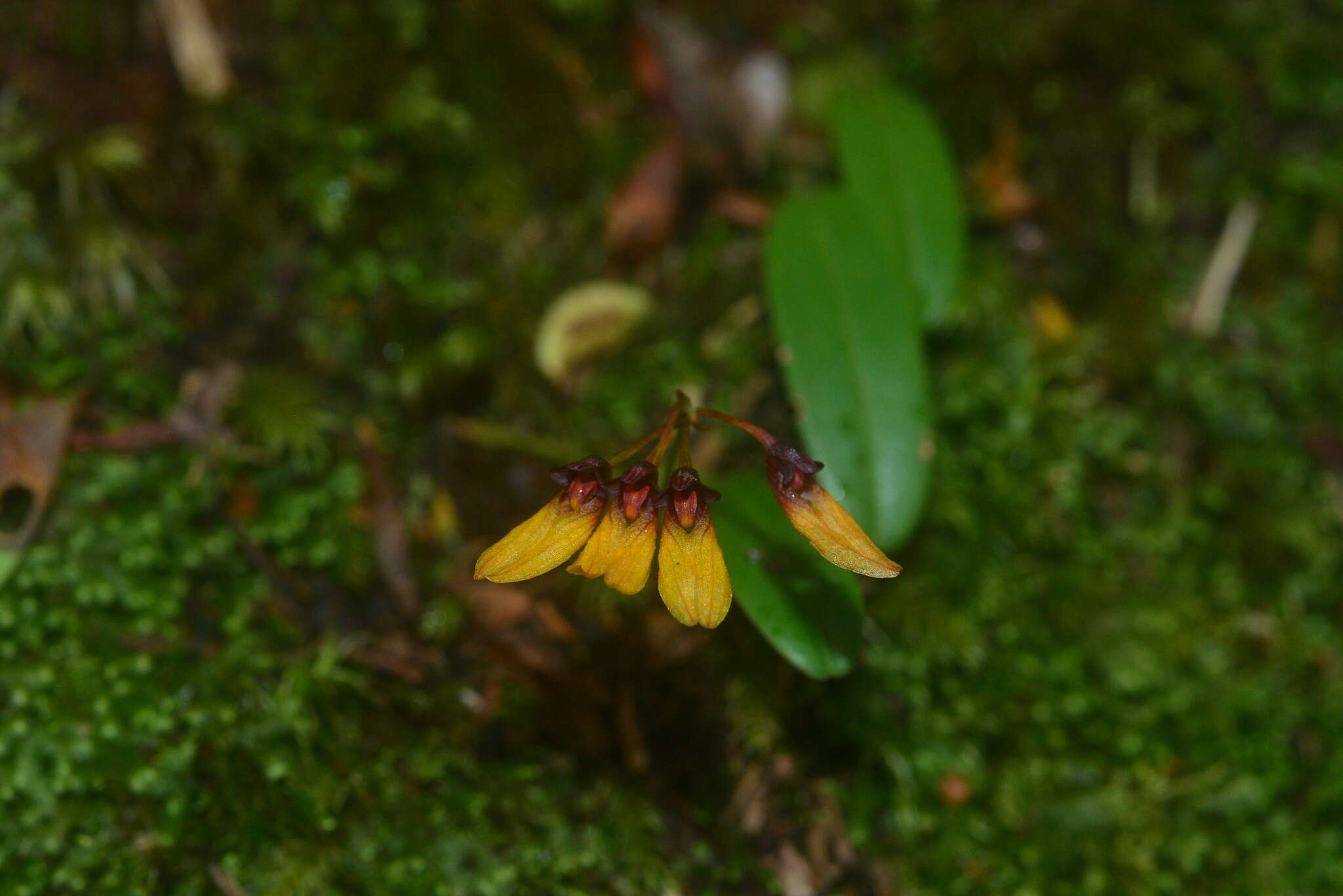 Image of Bulbophyllum retusiusculum Rchb. fil.