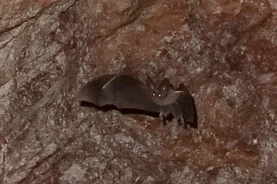 Image of California Leaf-nosed Bat