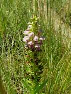 Image de Brachycorythis conica subsp. transvaalensis Summerh.