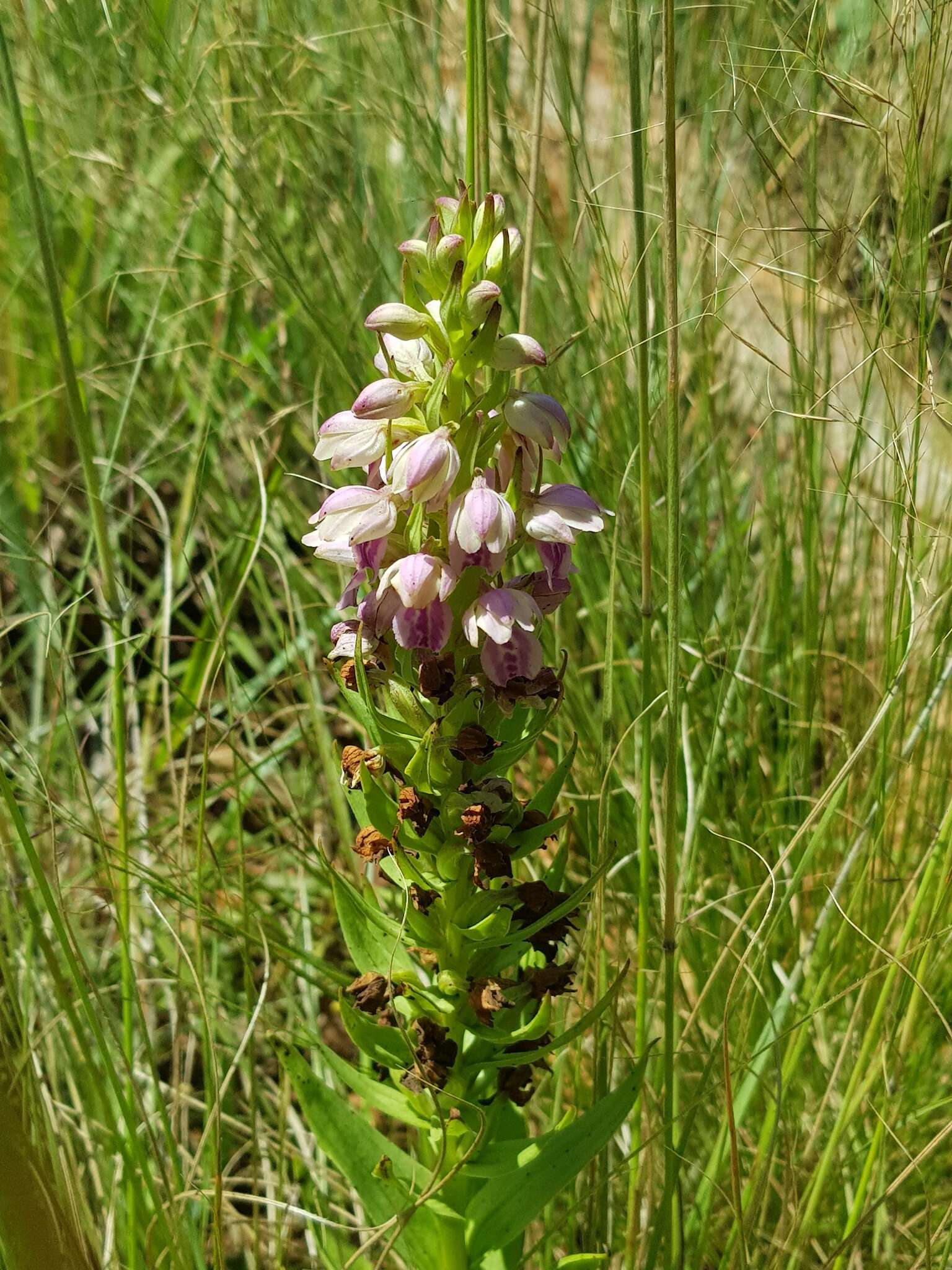 Image de Brachycorythis conica subsp. transvaalensis Summerh.