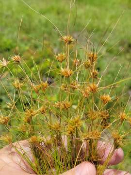 Image of Sandy-Field Hair Sedge