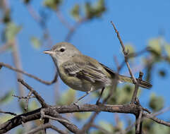 Vireo bellii Audubon 1844 resmi