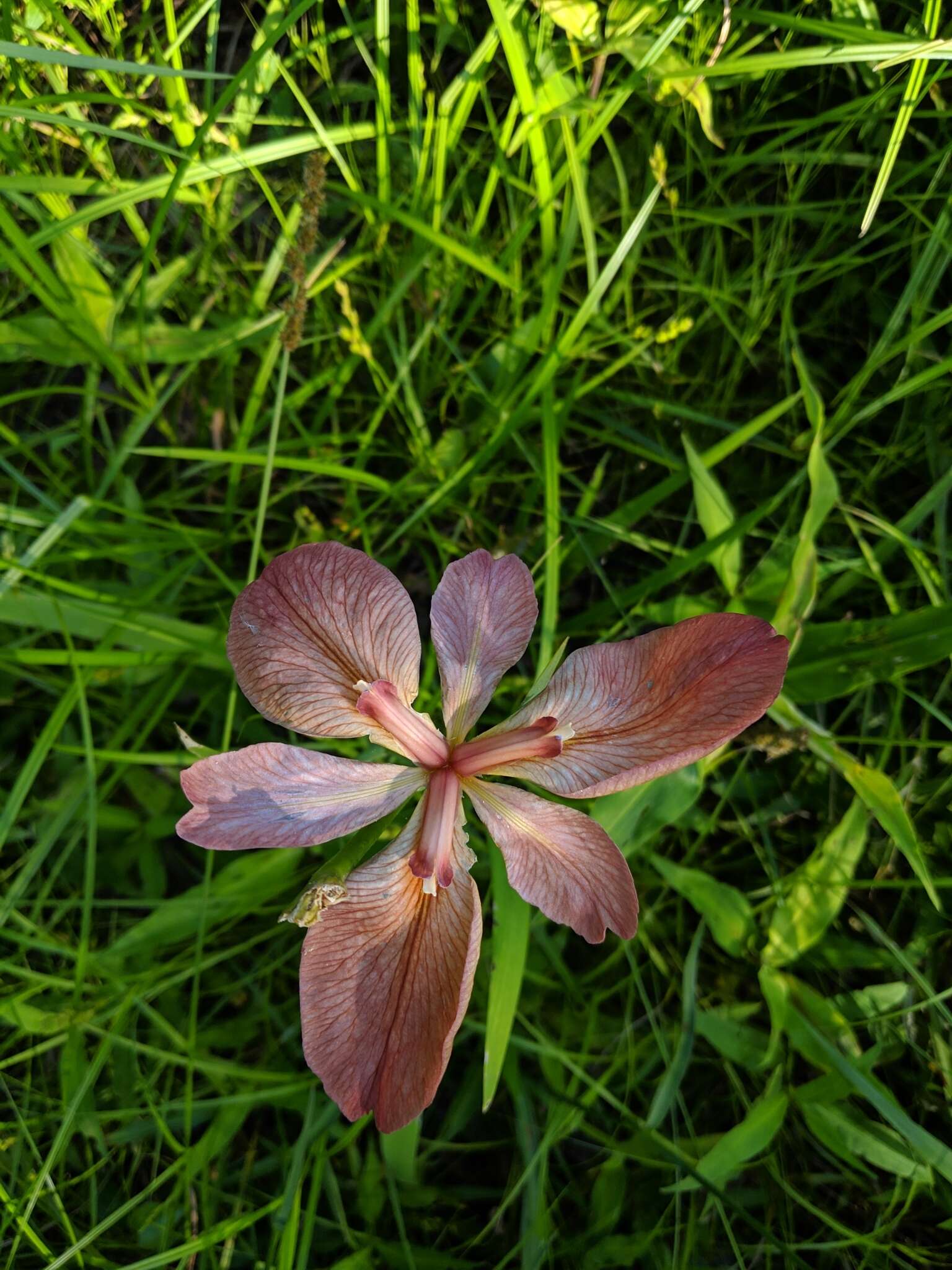 Image of copper iris