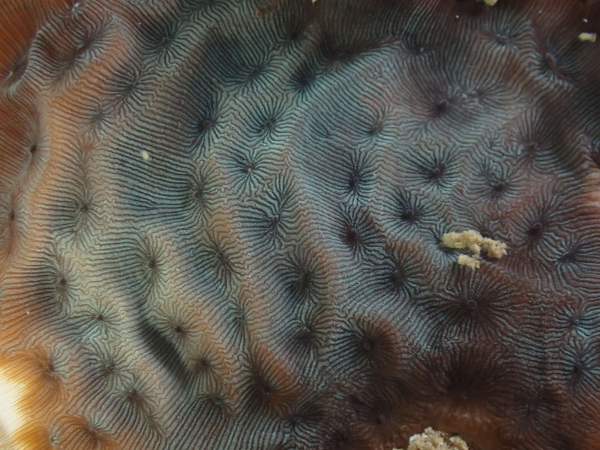 Image of Slender Lettuce Coral