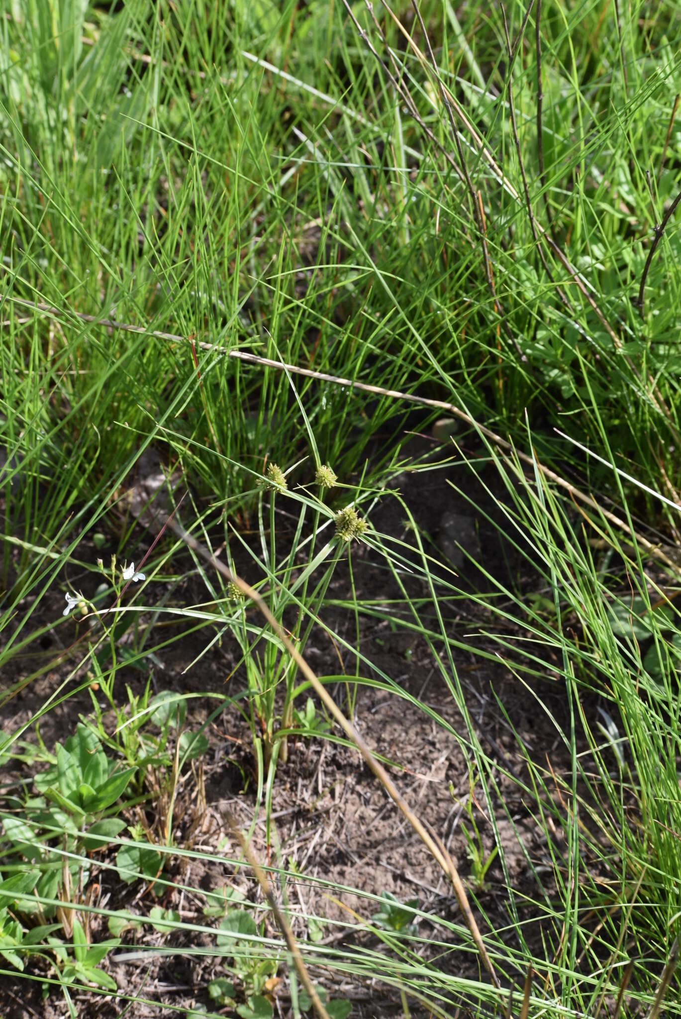 Image of Cyperus capensis (Steud.) Endl.