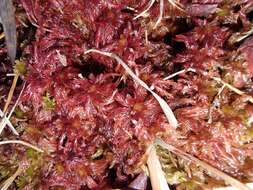 Imagem de Sphagnum subnitens Russow & Warnstorf 1888