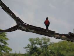 Image of Red-breasted Blackbird