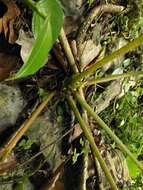 Image of Begonia carolineifolia Regel