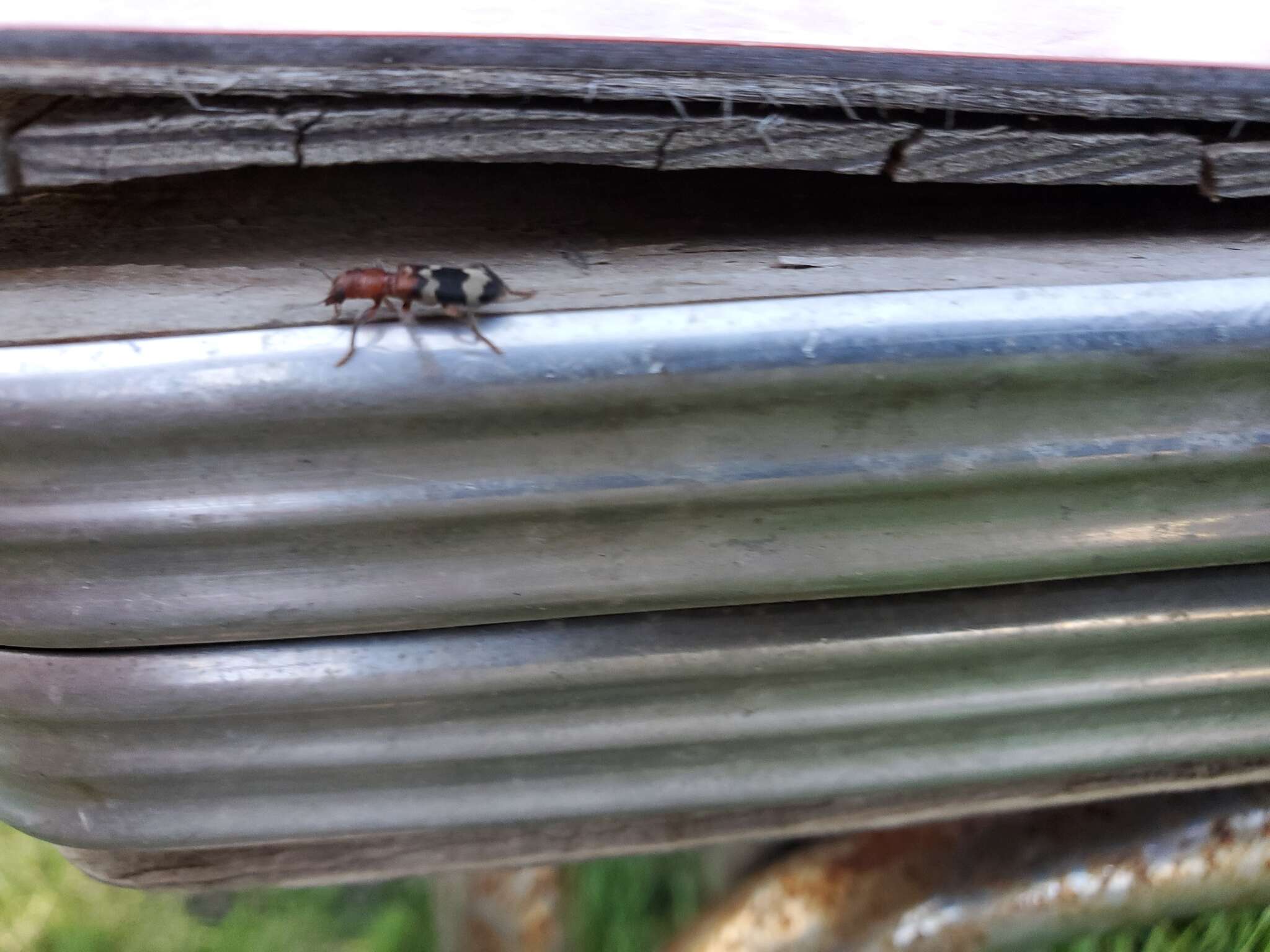 Image of Wavering Checkered Beetle