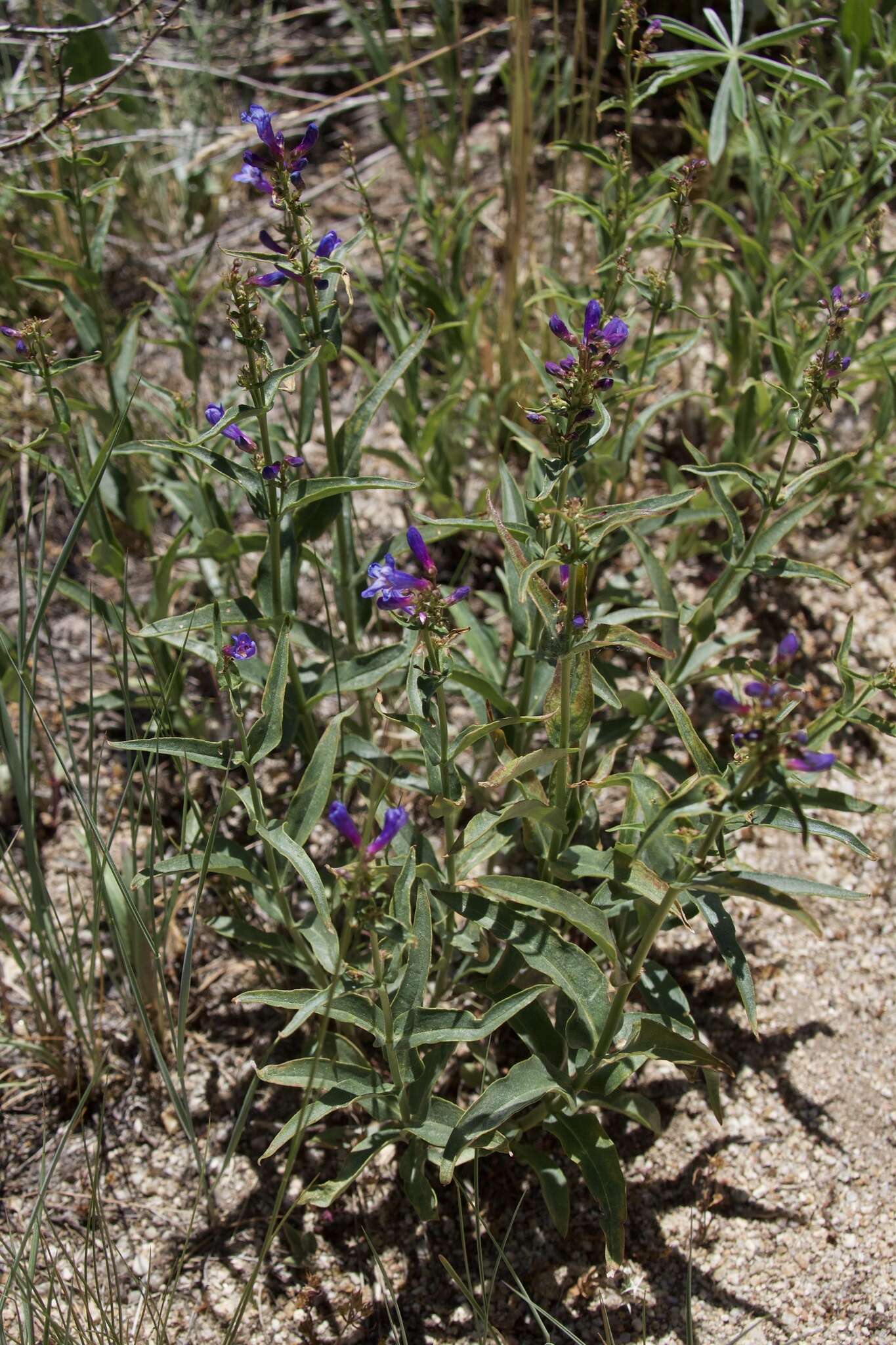 Image of Watson's penstemon