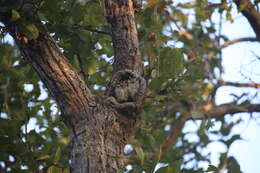 Image of Indian Scops Owl