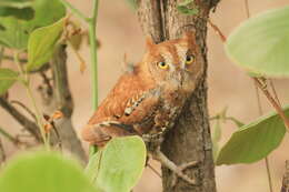 Image of Oriental Scops Owl