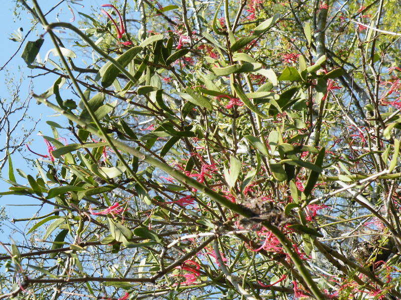 Image de Plicosepalus kalachariensis (Schinz) Danser