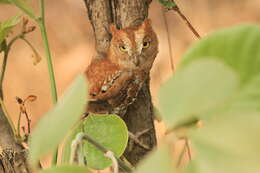 Image of Oriental Scops Owl